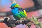 Birdwatching tour to Tijuca National Park with Pica-pau Tours