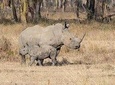African Wildlife & Nature - 5 Kenya national parks - 6 day Jeep Safari