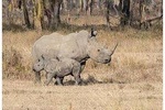 African Wildlife & Nature - 5 Kenya national parks - 6 day Jeep Safari