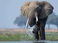 9 Days Affordable Gorilla Tours 