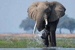 9 Days Affordable Gorilla Tours 