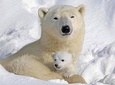 Best private tour to the Zoo with polar bear from Rovaniemi 