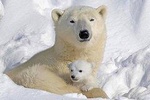Best private tour to the Zoo with polar bear from Rovaniemi 