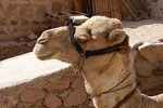 Hurghada: Sunrise Quad Bike Adventure and Camel Ride