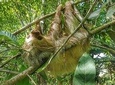 Sloths Watching Tour through Sloth's Territory