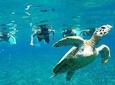 Snorkeling Tour In Gili Islands Pick Up From Lombok Or Gili