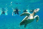 Snorkeling Tour In Gili Islands Pick Up From Lombok Or Gili