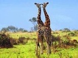 8 days best of Uganda safari