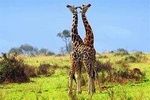 8 days best of Uganda safari