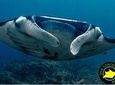 Open Water Course in Nusa Lembongan - Get Certified on remote island (next Bali)