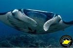 Open Water Course in Nusa Lembongan - Get Certified on remote island (next Bali)