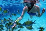 Snorkeling & Dolphin Sightseeing Sail on the Privateer Catamaran
