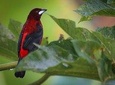 Quininí Forest Bird Reserve