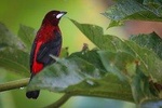 Quininí Forest Bird Reserve