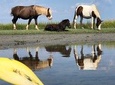 Guided Kayak Tour to see ponies, birds, dolphins and more