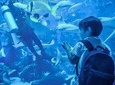 Dubai Mall Aquarium Underwater Zoo Without Transfer