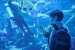 Dubai Mall Aquarium Underwater Zoo Without Transfer
