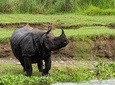 Wildlife tour in Chitwan. 