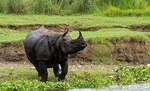 Wildlife tour in Chitwan. 
