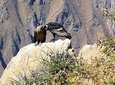 Excursion to Colca Canyon 1 Day