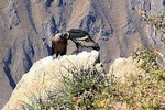 Excursion to Colca Canyon 1 Day