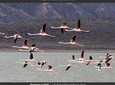 2 days,1 night Flamingo watching at Lake Bogoria and Lake Nakuru National Park 