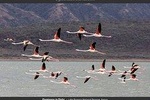 2 days,1 night Flamingo watching at Lake Bogoria and Lake Nakuru National Park 