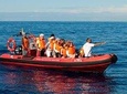 Dolphin & Whale Watching