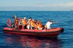 Dolphin & Whale Watching