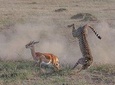 3 Days Safari in Masai Mara, Kenya 