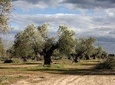 Visit olive grove centenary with oil tasting course