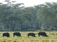 2 Days 1 Night Lake Nakuru National Park Tour