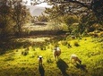 Windermere, Lancaster & the Lake District Small-Group Day Tour from Manchester