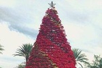 Magic Christmas Tour in Queretaro