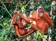Taiping & Orang Utan Island Day Tour from Kuala Lumpur