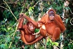 Taiping & Orang Utan Island Day Tour from Kuala Lumpur