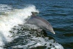 90 Minute Dolphin Tour