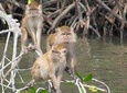 Private Mangrove Tour 2 Hour (max 8 People)