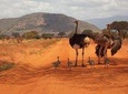 4 days Tsavo East / West and Amboseli