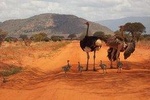 4 days Tsavo East / West and Amboseli