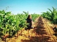 Discover the authentic wine culture of Rueda