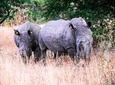 Matopos National Park Rhino Trekking Safari