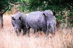 Matopos National Park Rhino Trekking Safari