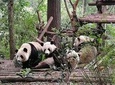 Chengdu Dujiangyan Leshan Buddha Tea Plantation and Sichuan Cooking 3 Days