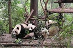 Chengdu Dujiangyan Leshan Buddha Tea Plantation and Sichuan Cooking 3 Days