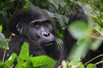 Seven Days One Wonderful Week Safari In Uganda