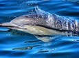 Half Day Dolphin Watching Cruise (Departing from Rotorua)