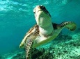 Turtles and Cenote snorkeling tour from Riviera Maya