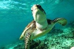 Turtles and Cenote snorkeling tour from Riviera Maya