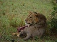 Three Days Murchison Falls National Park Tour in Uganda